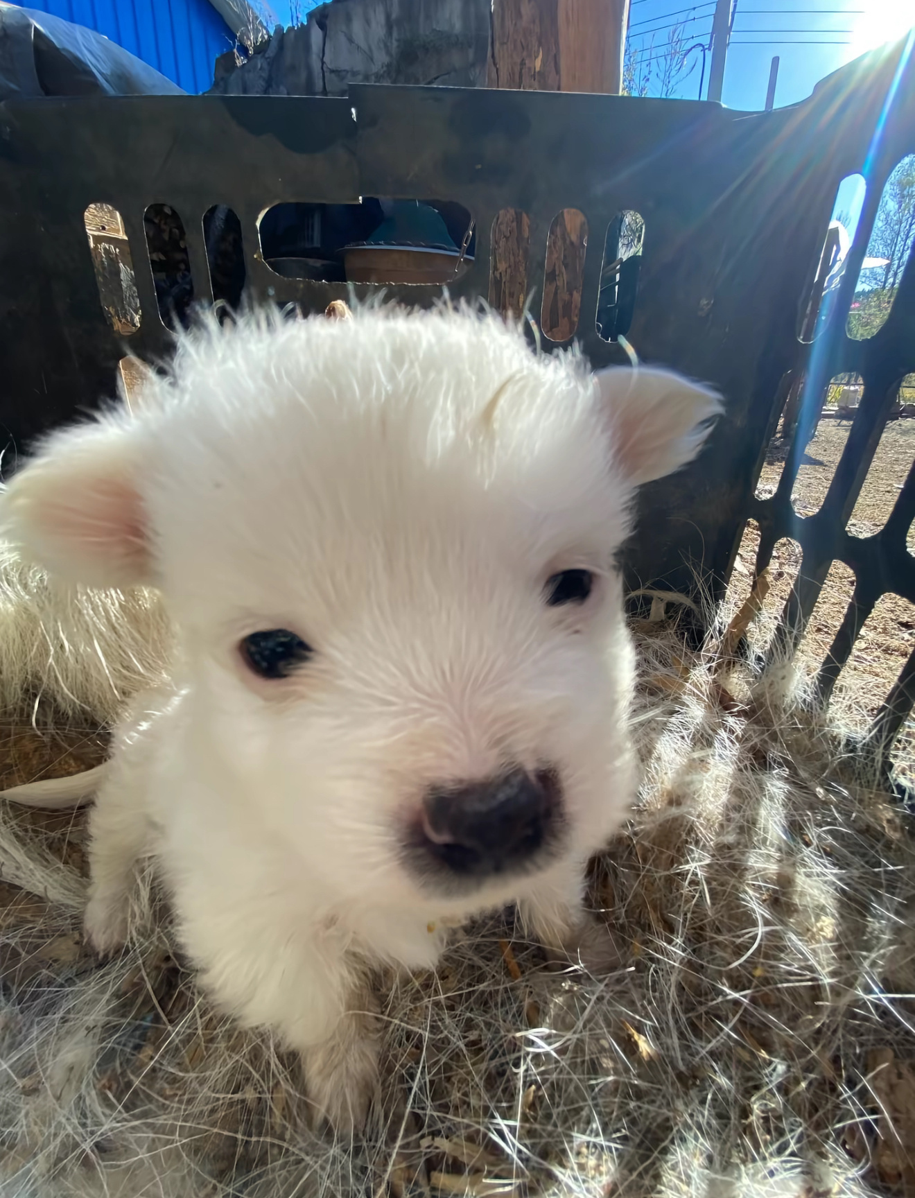 审挂积累 是狗不是牛 