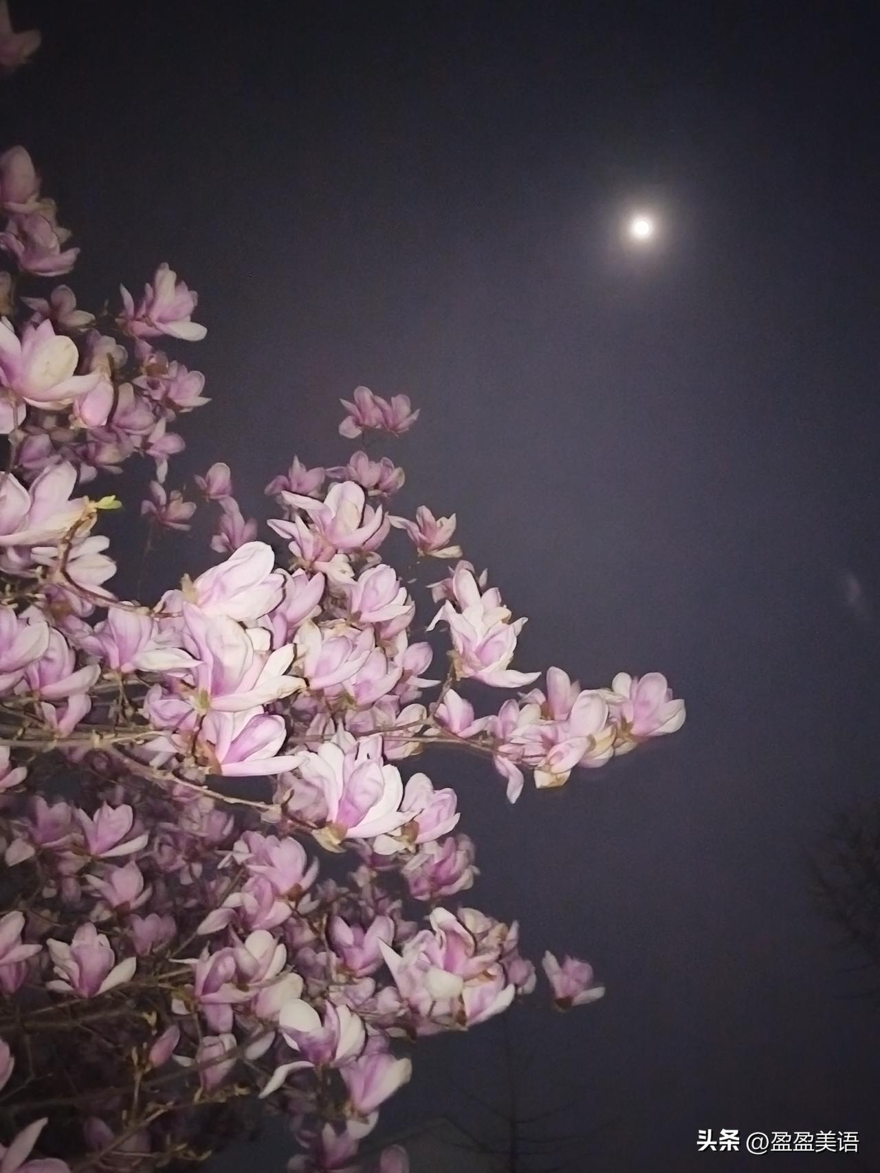 玉兰花儿开，开呀开！
这粉嘟嘟的，一树一树的花开，我们这个小区，绿化还是挺好的，