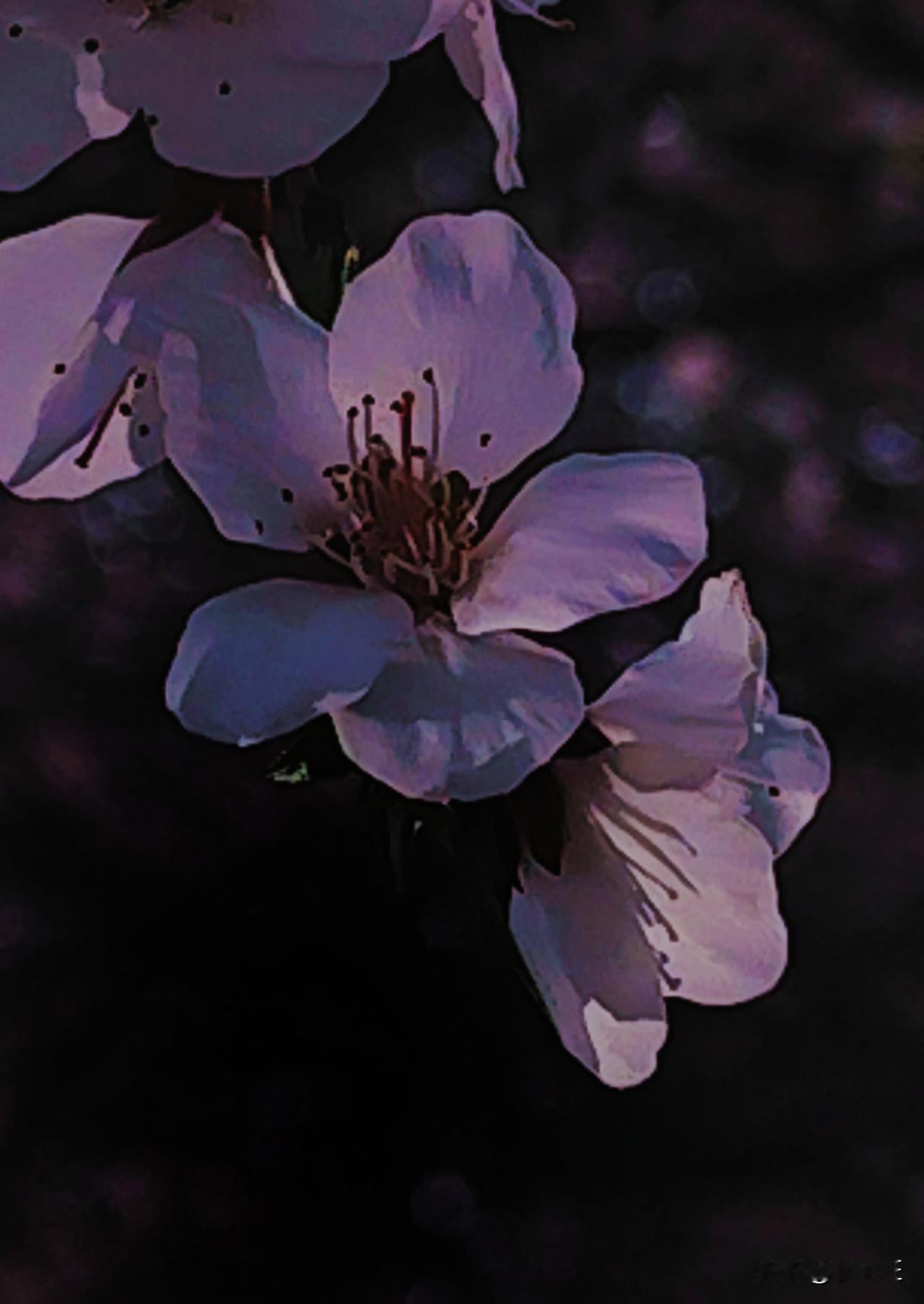 小花