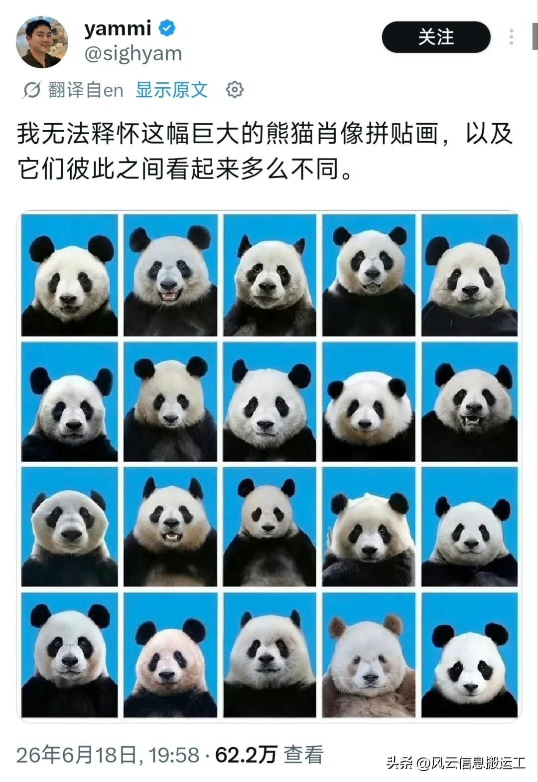 国外网友晒多张熊猫证件照，感慨它们长相差异，辨识度很高。