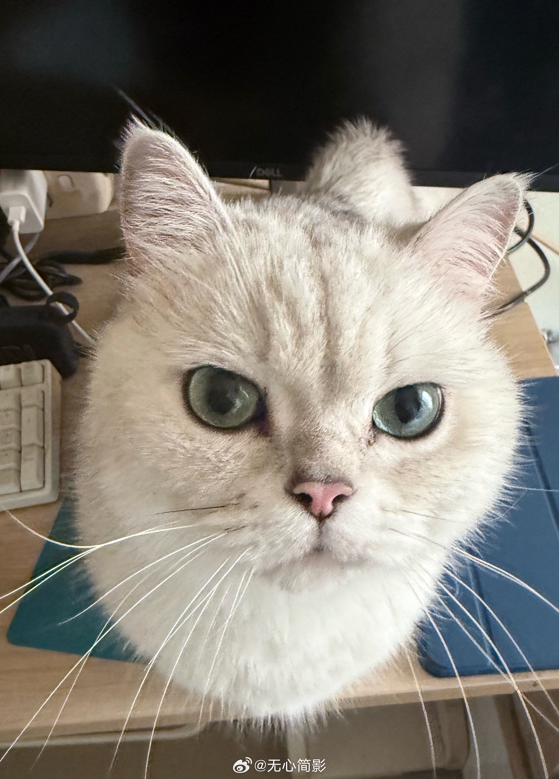 我要出门了，石头就这么眼巴巴的看着我，我顺手给它来张大头照 