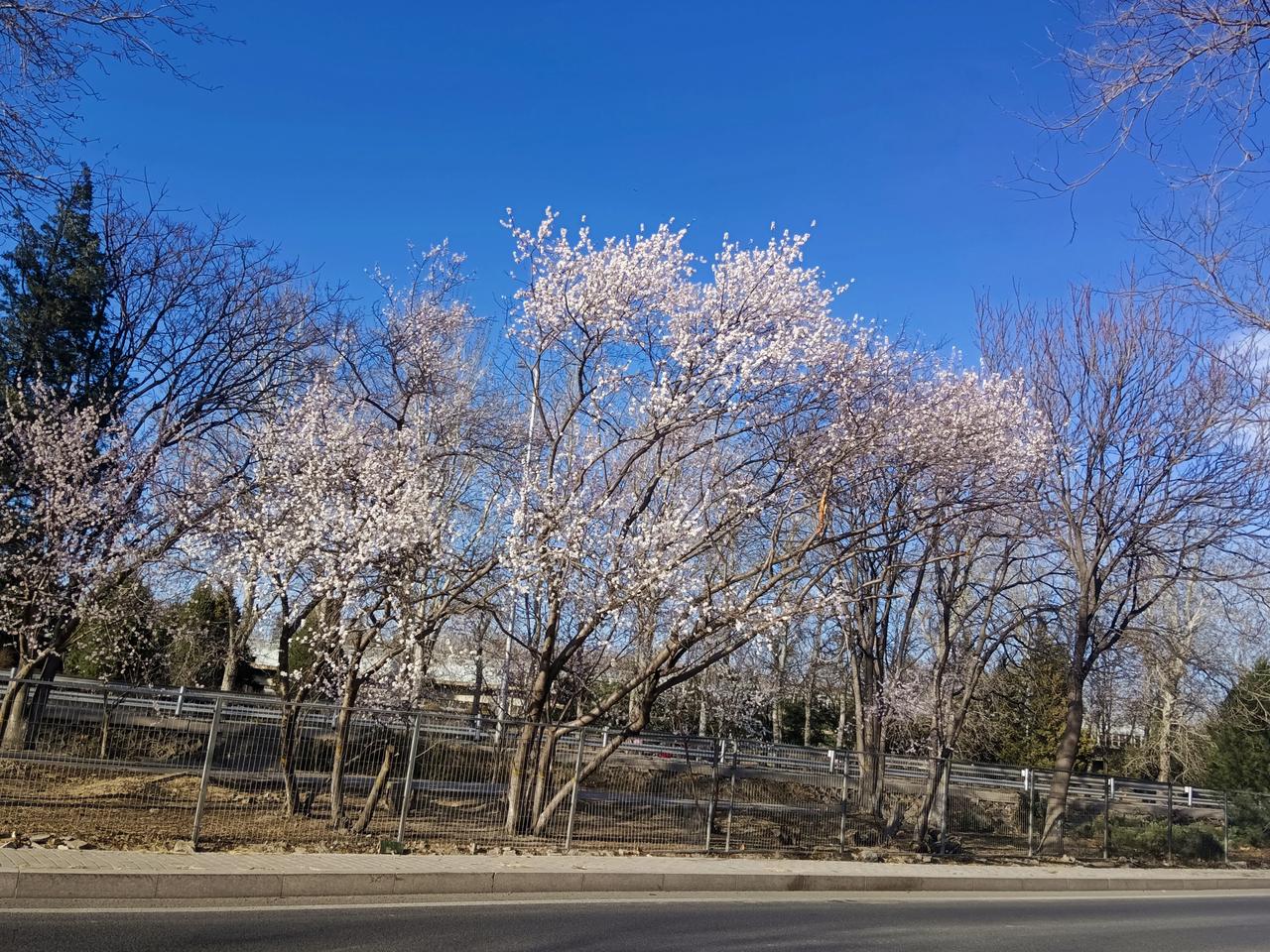 每当大风过后，北京的天气格外晴朗，艳阳高照，天空瓦蓝瓦蓝的，没有一丝瑕疵。