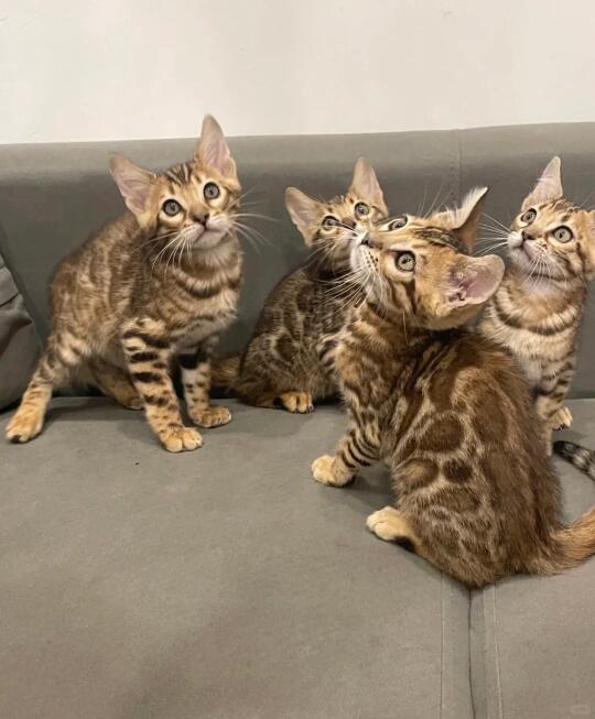 🇭🇰HK買貓💛一窩豹貓BB 搵實力家長