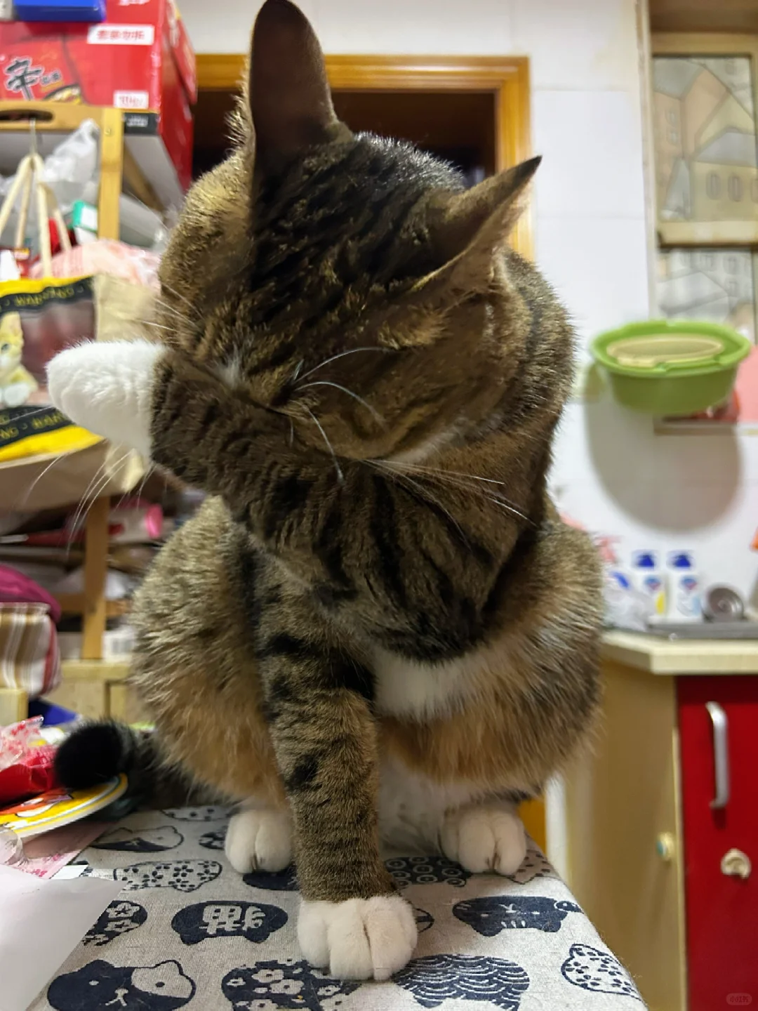 猫猫哭泣…