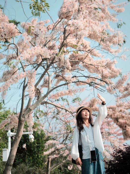 想看看你们天晴时候拍的🌸花旗木