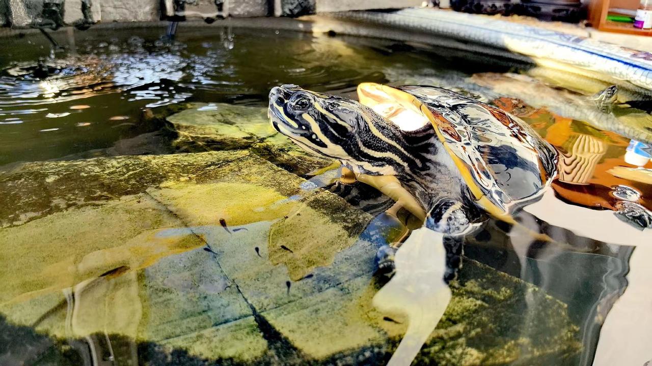 生命的动人之处，不在于永恒的巅峰，而在于这日复一日的攀爬与沉淀。如龟晒背，既要有