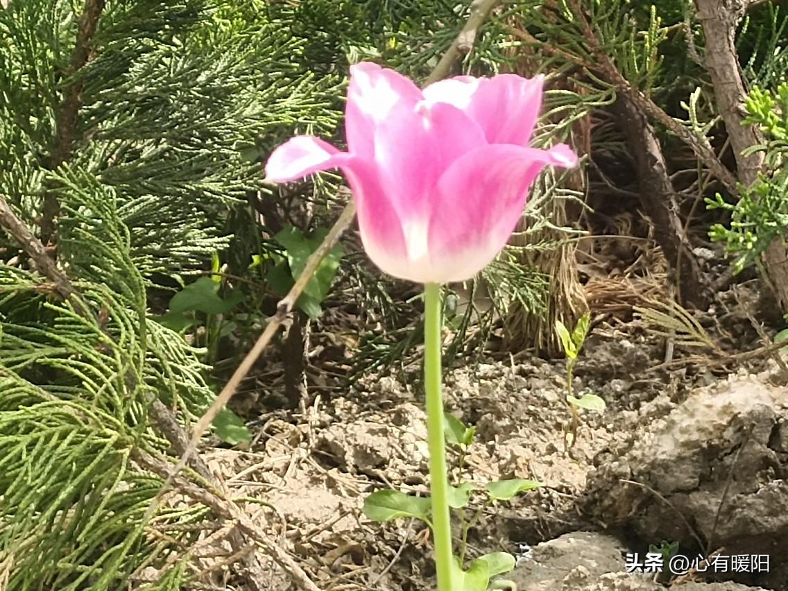 目光会自动锁定对方，下意识想凑近，偏爱对方独有的气味，不经意间总想靠近触碰。
不