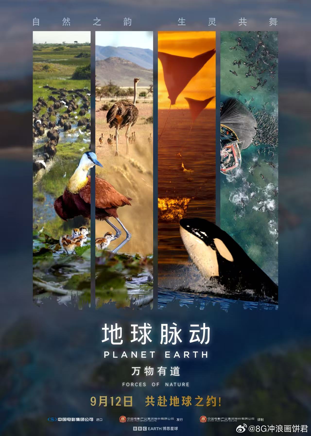 地球脉动承包了我的泪腺和心跳 这才是秋天最治愈的安排吧！走进电影院，感受地球的心