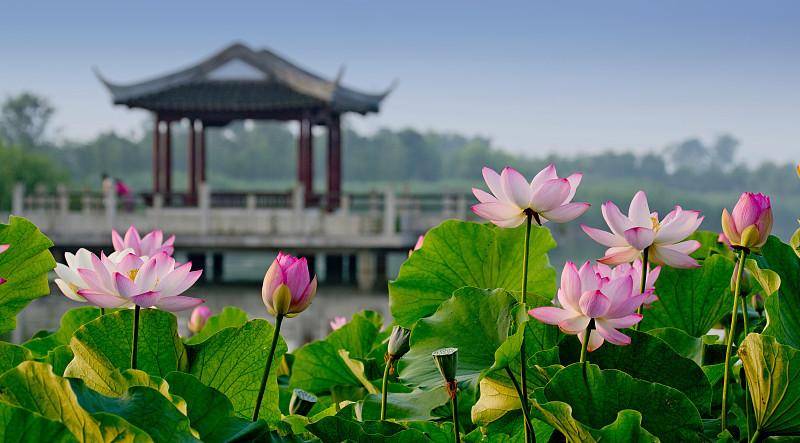 秋风荷花香，
秋雨催天凉；
秋高天气爽，
秋景似画廊。
今日送祝福，
平安又健康