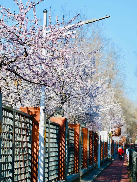 3.16晴天盛花🌸十里堡-金台路绝美春日