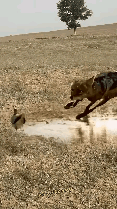 狐狸不讲武德搞偷袭～～～鸟儿急飞被叼一根毛～～～