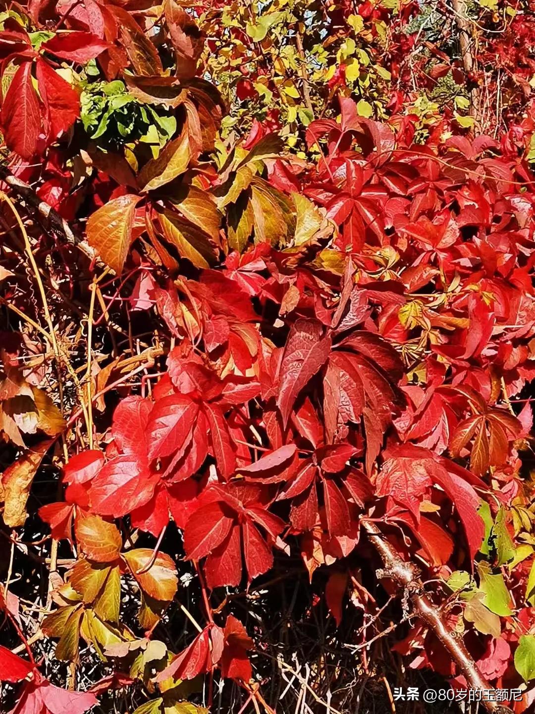 #一句诗记录秋日生活#

落叶纷飞满地金，秋日生活诗意浓。