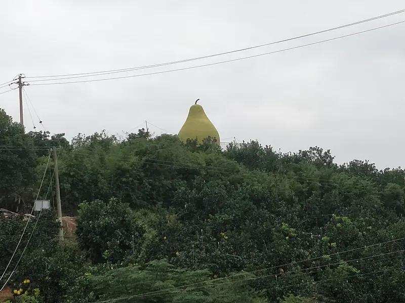 浙江玉环市琅根村山水间的家文旦之园，文旦果实外形神似柚子。小树苗种下三四年后开始