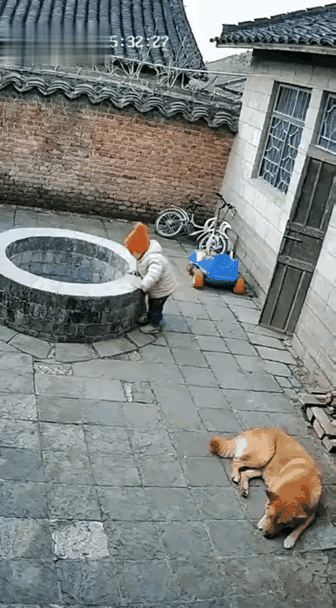 这个毛孩子，不仅承担了看家护院的职责，也承担起了看护小孩的职责，尽职尽责，恪尽职