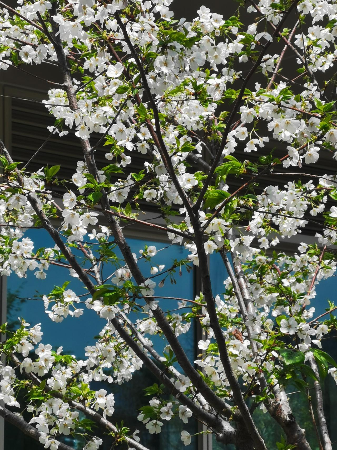 善良的人最大的缺点，
我觉得是容易委屈自己。善良的人总是替别人着想，却常常忽略自