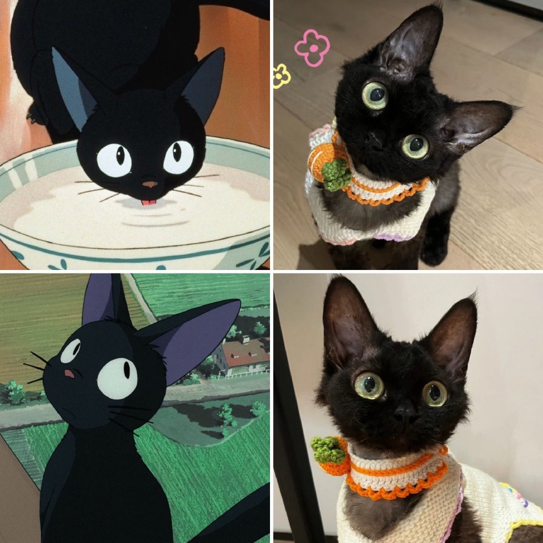 #魔女宅急便# 里的小猫跑到三次元啦 ​​​