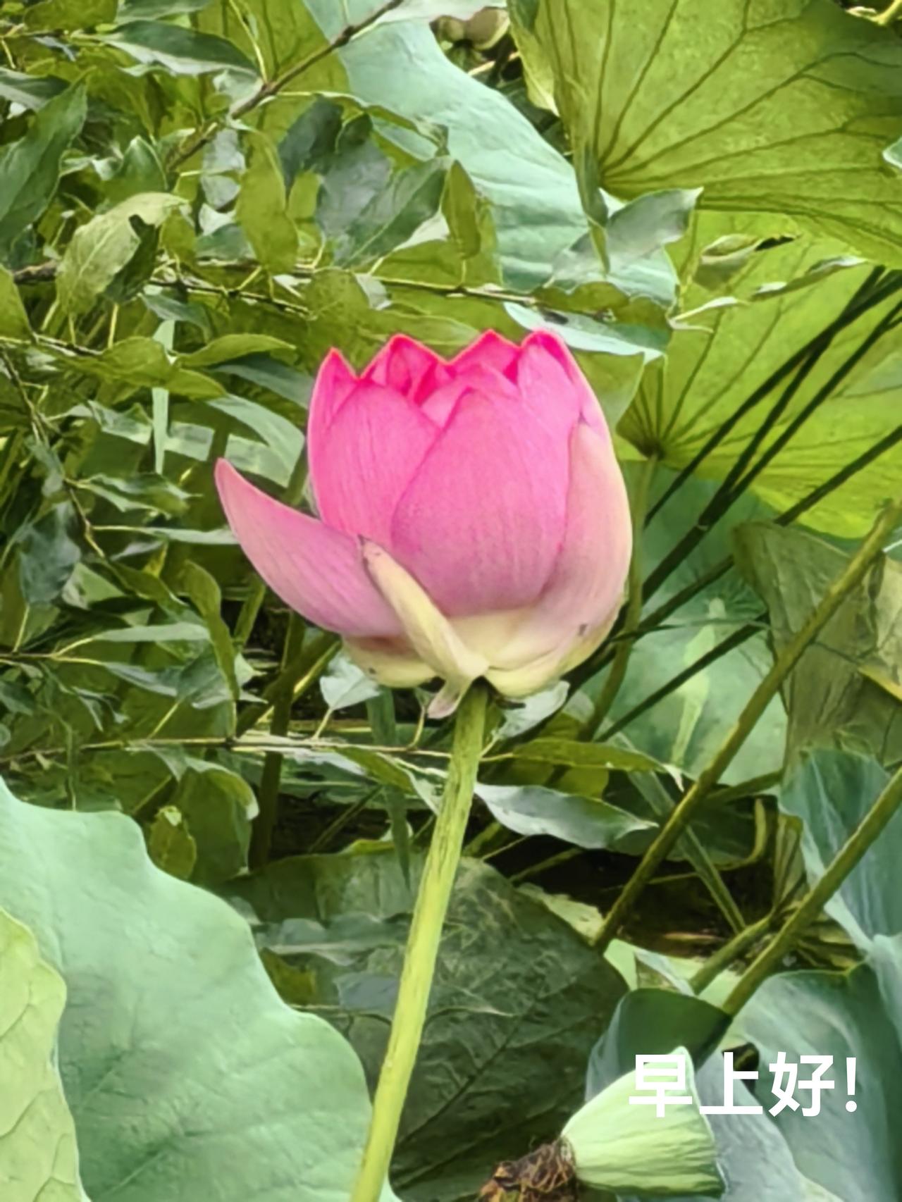盛夏来临，荷花争妍。发个头条，送上问候。天气很热，注意防暑降温。保重身体，照顾好
