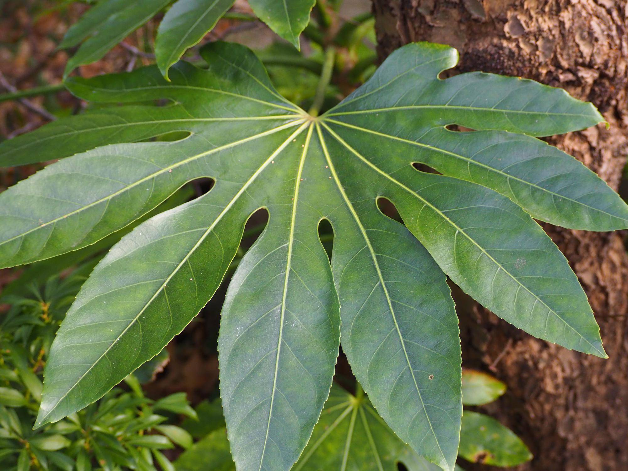 八角金盘（Fatsia japonica）原产日本，日语ヤツデ（八手，八つ手），