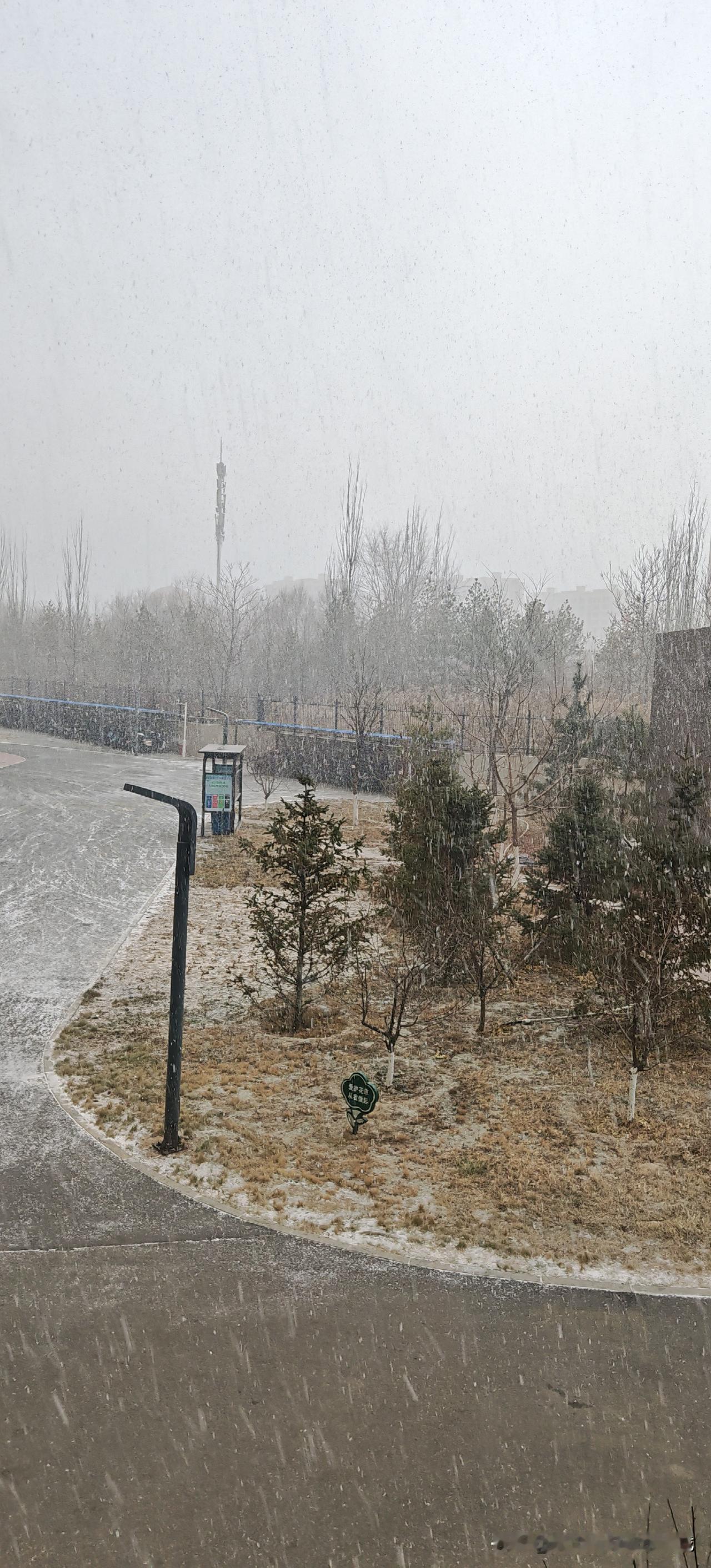 雪落的午后
 
趴在阳台看雪，风裹着雪絮扑在玻璃上，像给窗外蒙了层薄纱。楼下的柏