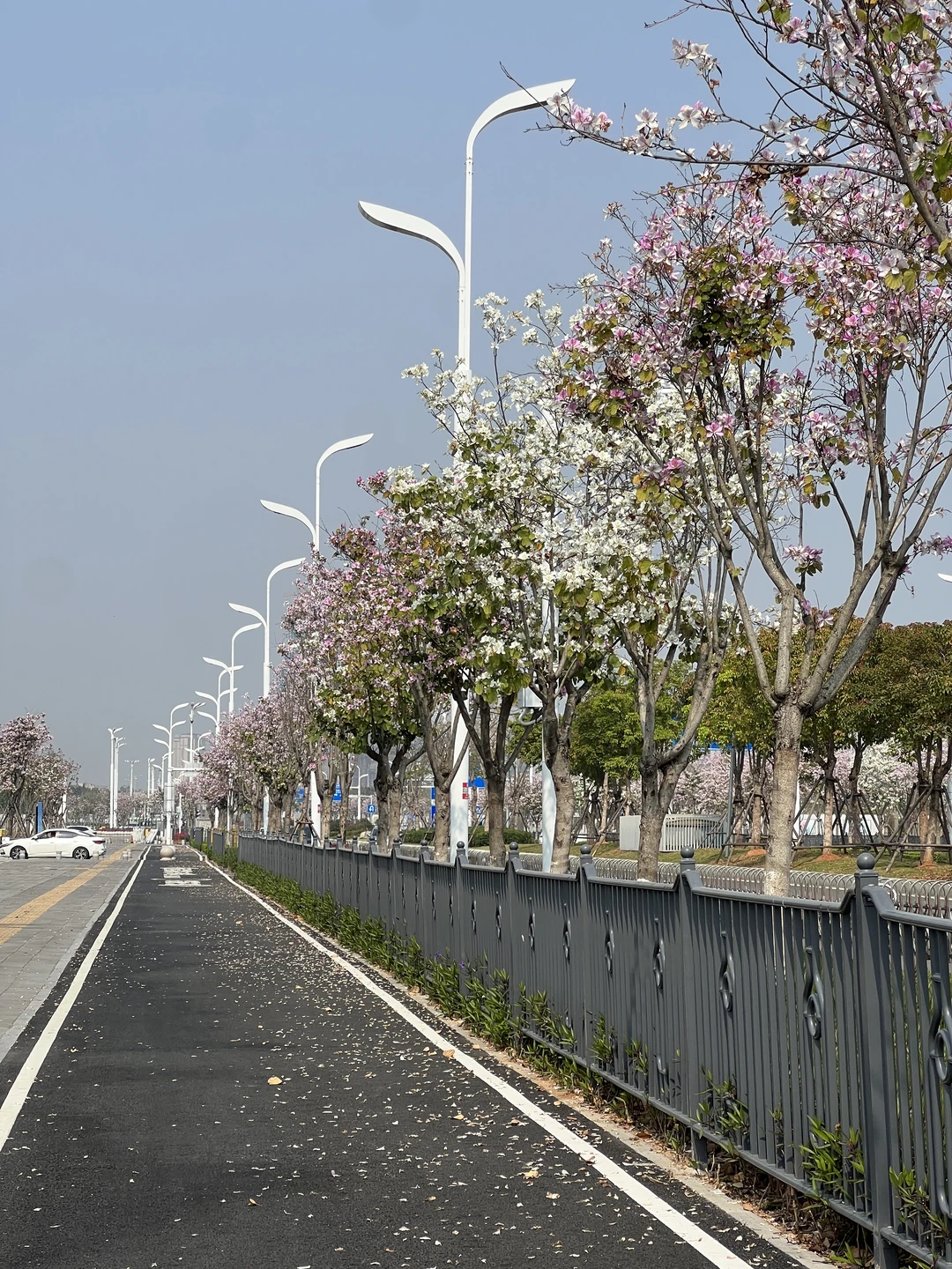 在厦门有被这路边的花美到🌸就在演唱会边上