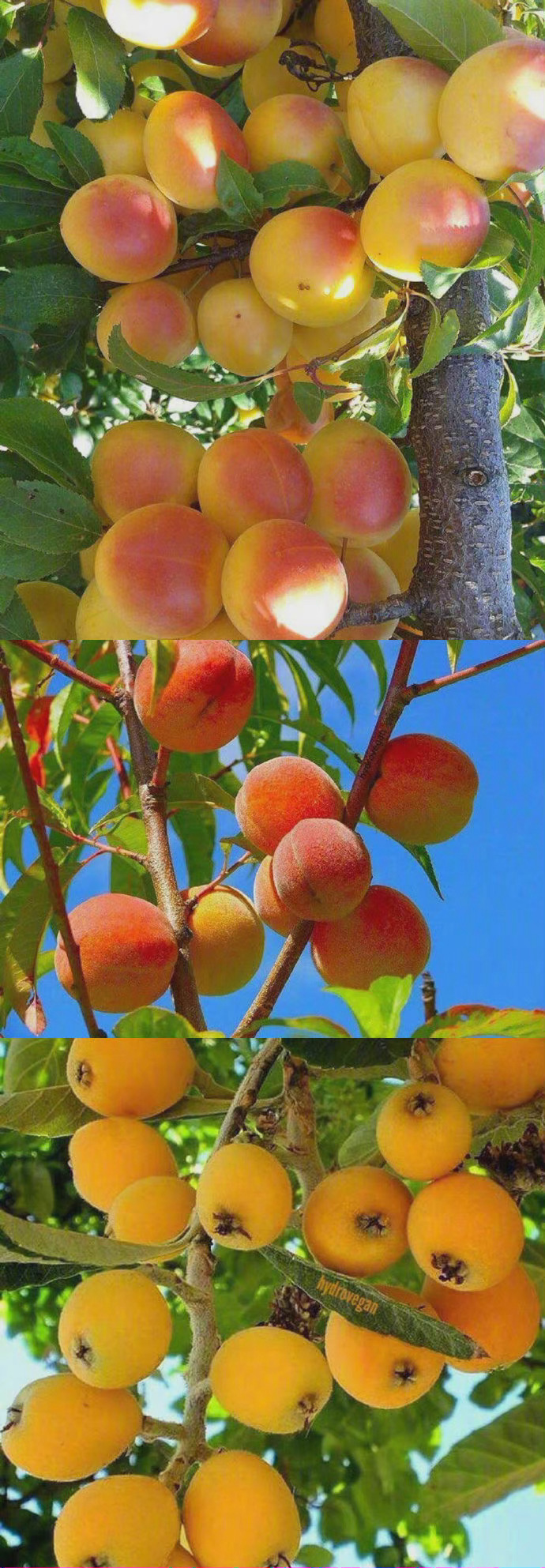 祝你早日实现水果自由。 ​​​