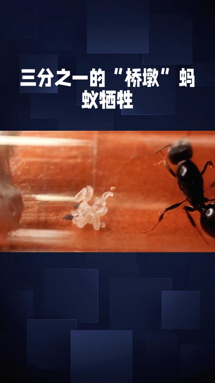 三分之一的“桥墩”蚂蚁牺牲，这种本能协作对人类有何启示？
近日，福建与广西等地遭