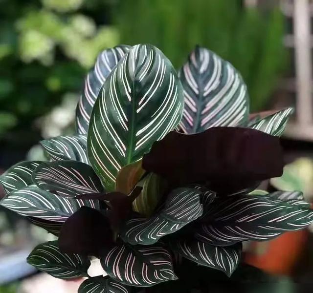 北向阳台别再撂荒了，竹芋一摆，家里立马有生气。
叶子像画出来的，不用晒太阳，关着