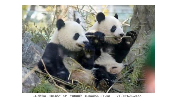 大熊猫“晓晓”和“董蕾”明年返回中国 在日本东京上野动物园出生的大熊猫“晓晓”和