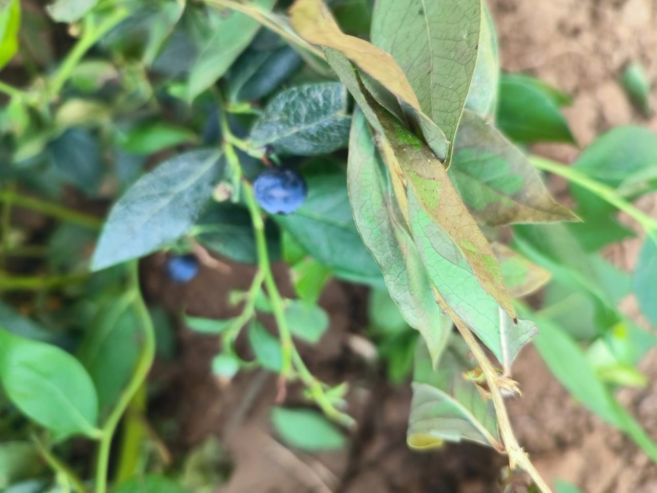 赶大集买蓝莓苗，悟出水果行情变——
 
昨天闲着没事，去赶了源泉大集，集市上人来
