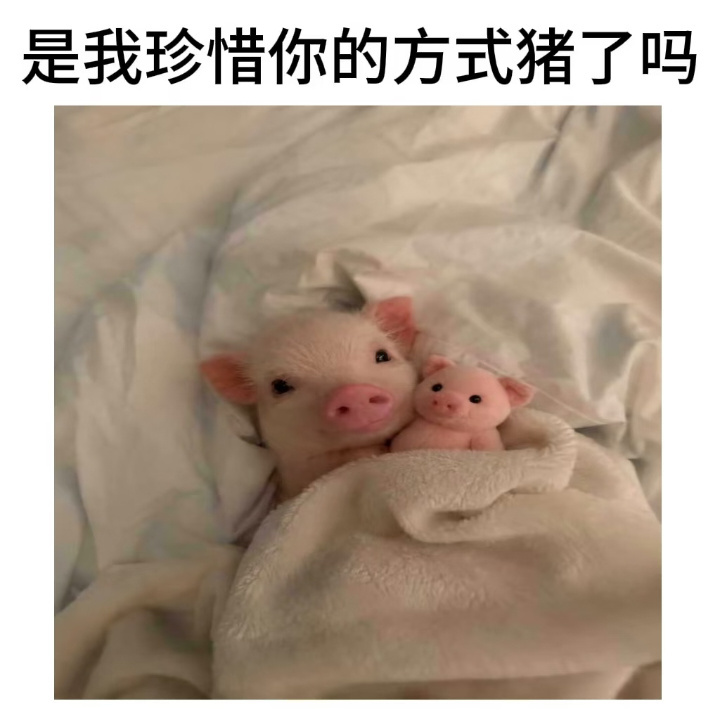 是我珍惜你的方式猪了吗 