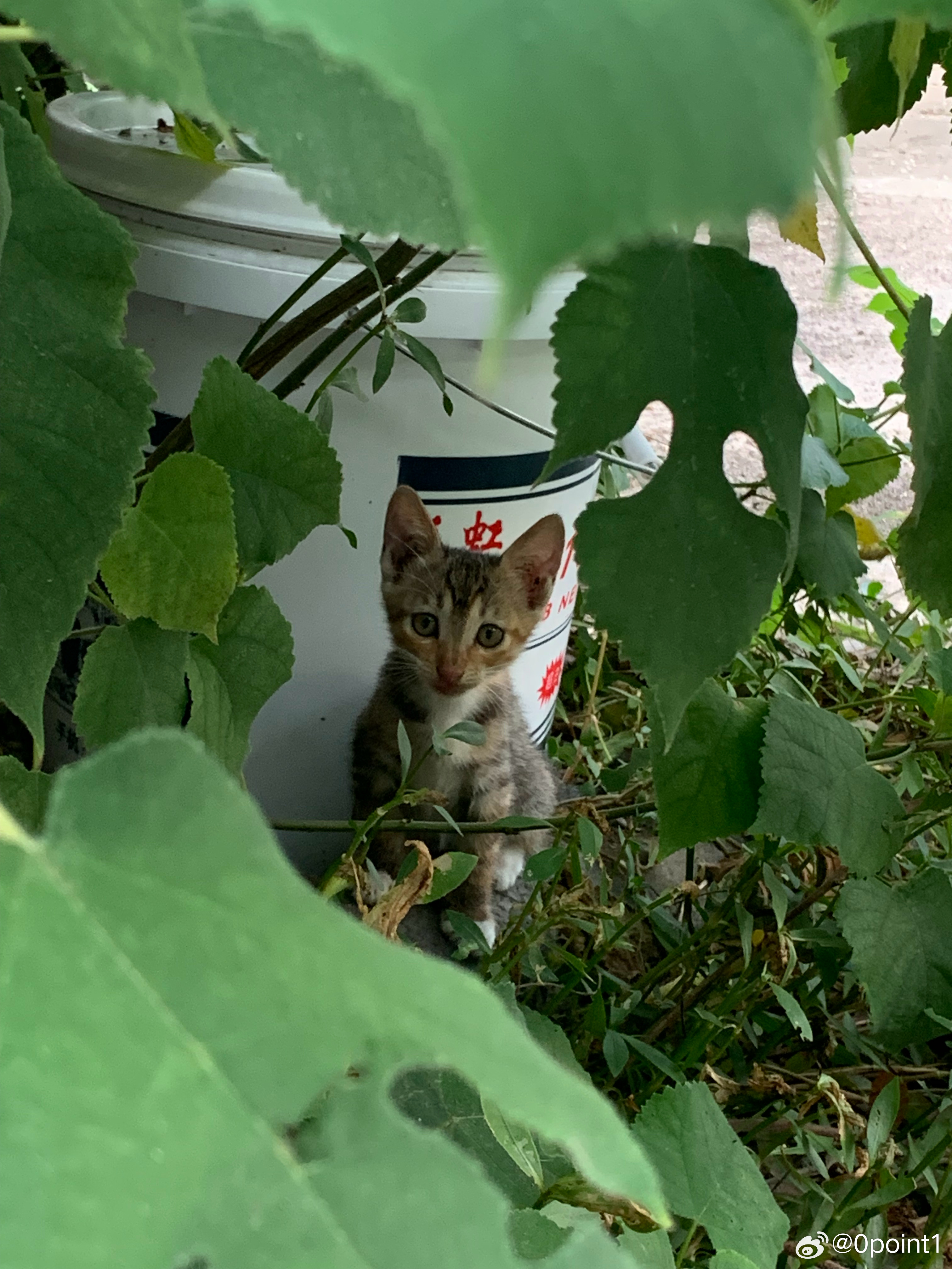 🥺有人要领养小猫吗？性格都很温顺不挑食！海宁周边可以送上门  不弃养不虐杀🙏