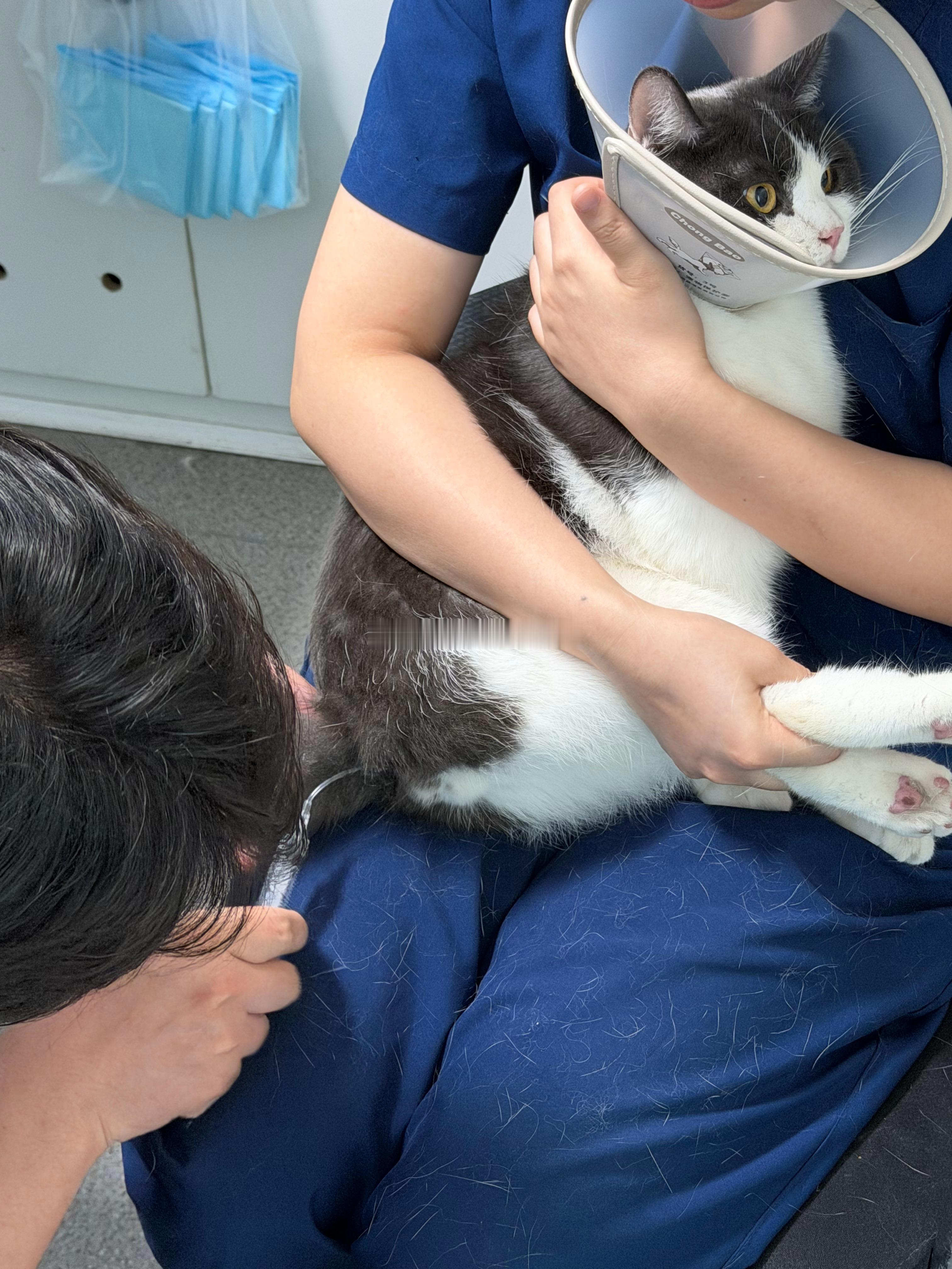我拉肚子刚好 小猫又便血了  带来检查灌肠中 ​​​