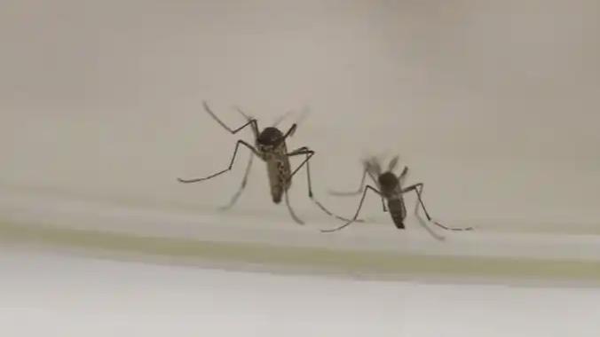 一种名为“骚扰库蚊”的蚊子，声称它们在冬季也会出现，并且能够全年繁殖，甚至无需吸