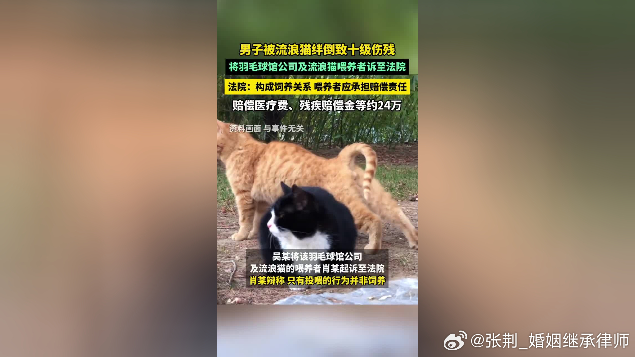 #男子被流浪猫绊倒投喂者赔24万案宣判##律师说法#养猫养狗等宠物的，都需要明白
