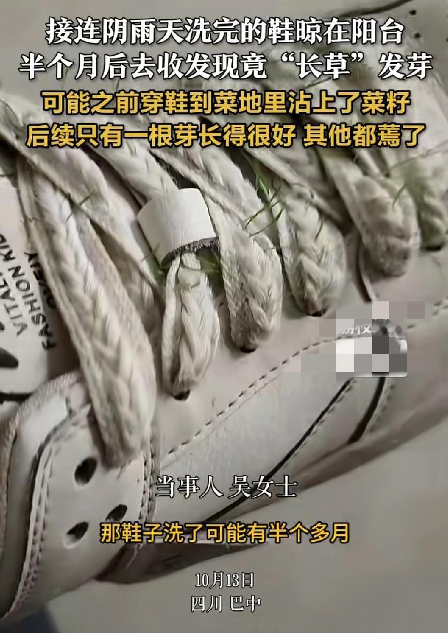 这雨下的太久了
阳台上晾的鞋都长出了草
四川巴中的吴女士表示，最近一直下雨，而且