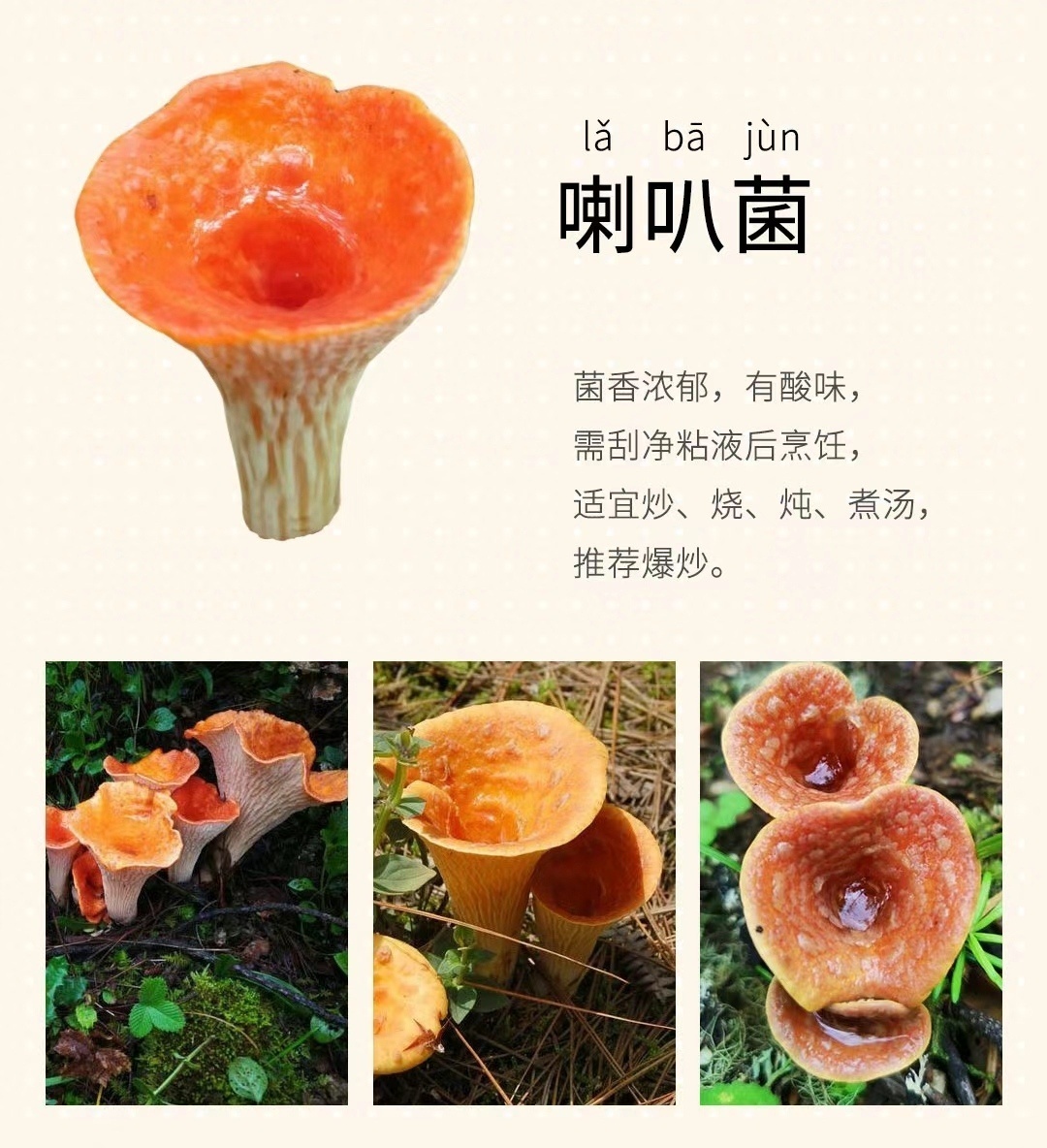 “  云南常见 · 野生食用菌 ...  ” 