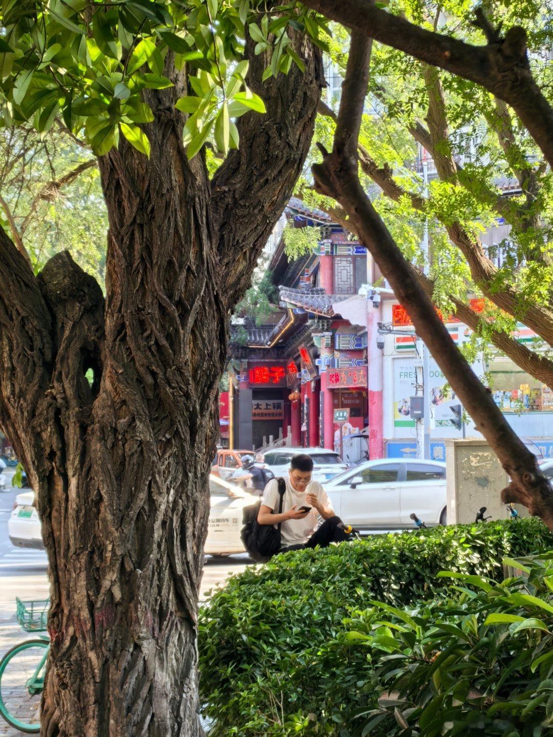 西安旧事 尚勤路东新街口，三棵老洋槐伫立街边。洋槐清末传入西安，民国时扎根古城街
