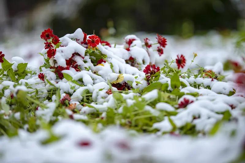 上联：秋风卷落相思叶，如何对下联冬雪揭开寂寞花。