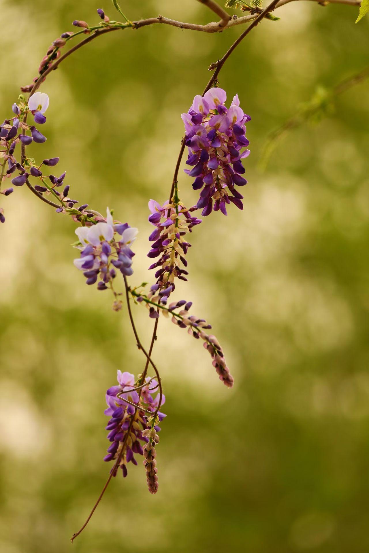 风拂花穗轻晃，携一缕温柔，揽一肩春光。
日子缓缓，岁月安然，
愿我们都如这藤蔓，