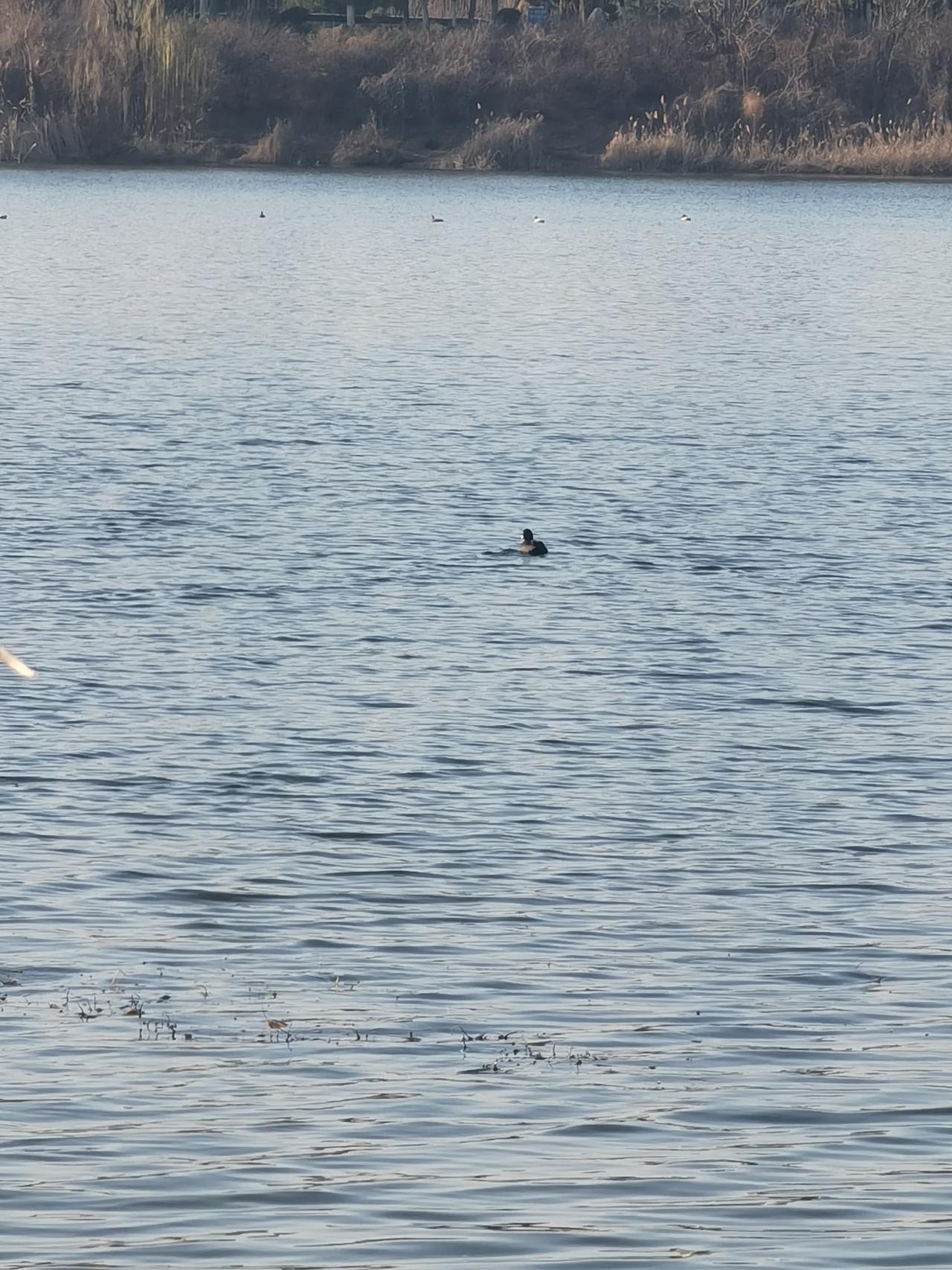 广阔水面任我游。