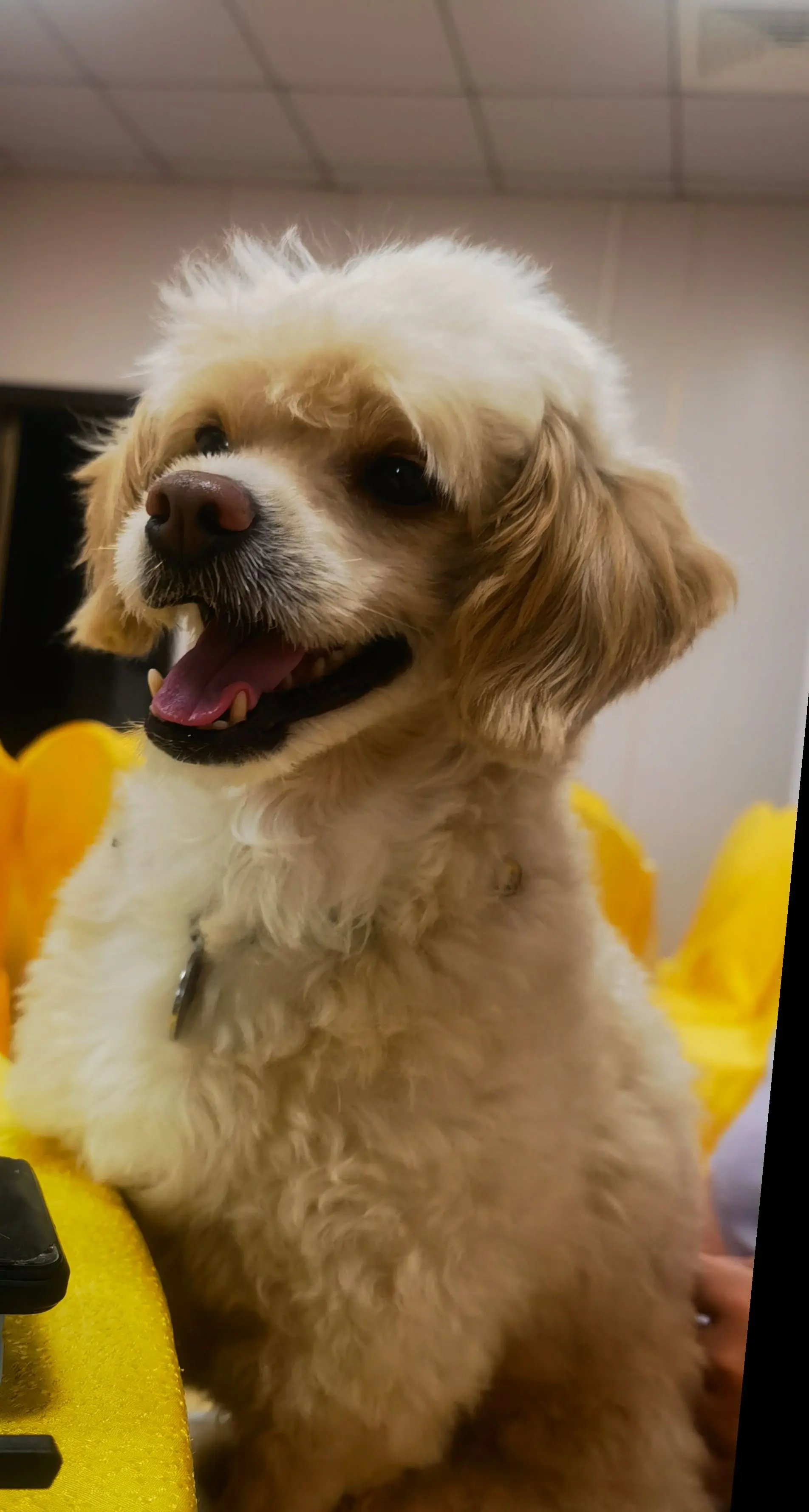 毛孩子给了我们🈵🈵的情绪价值