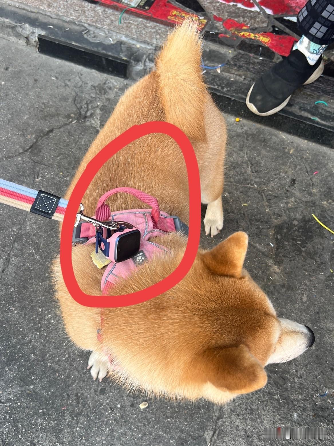 不得了！如今狗子都标配电话手表了！
当宠物都用上高科技，这无疑体现了科技改变生活