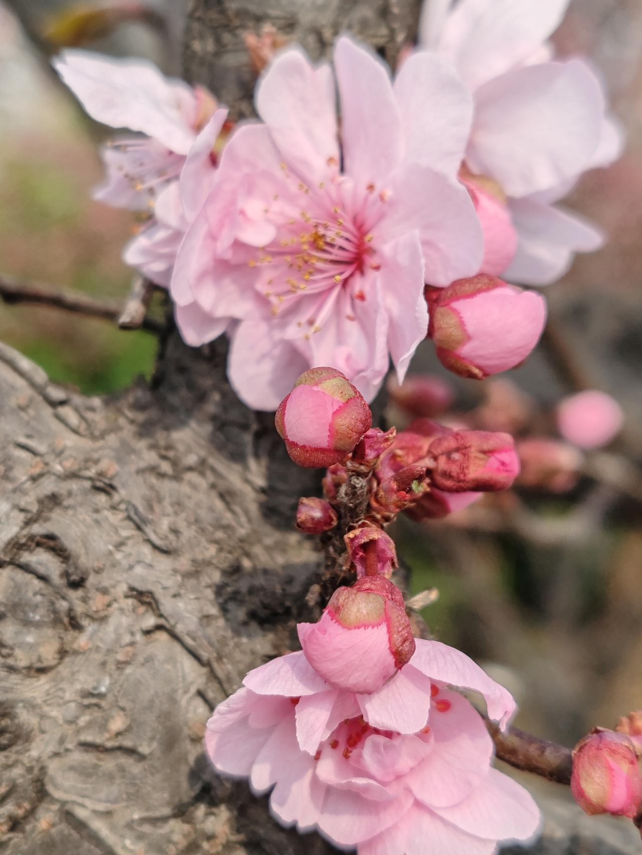 春日生活打卡季春天的梦想。