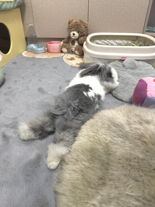 人，你可以靠在兔结实的pp上