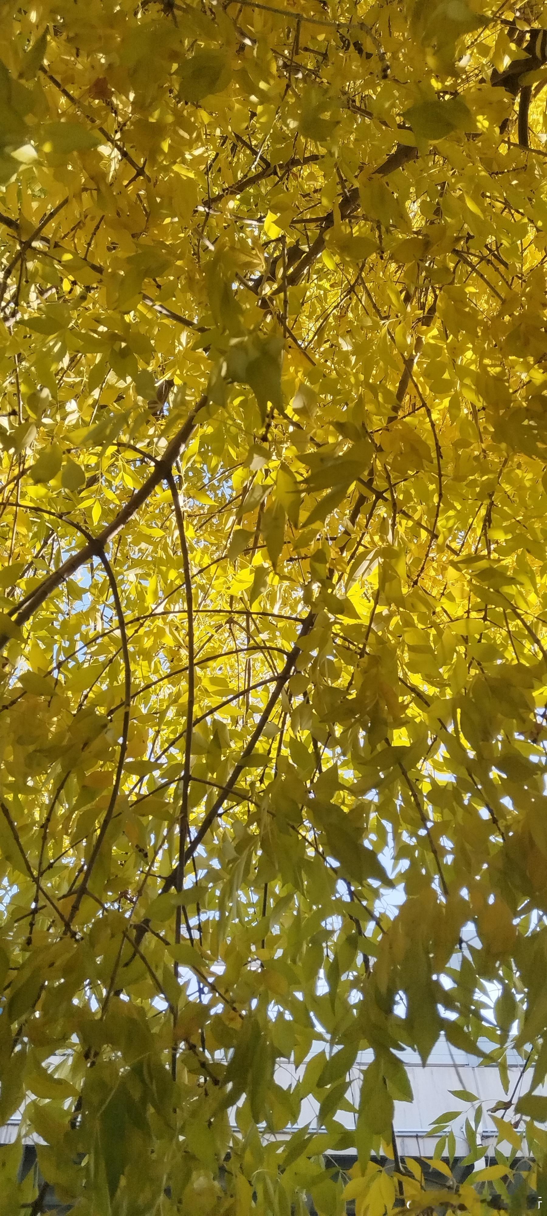 记录美好的秋天遇见[祈祷][心]自由撰稿人 杨晓龙网络志愿者·晓龙和您聊公益晓龙