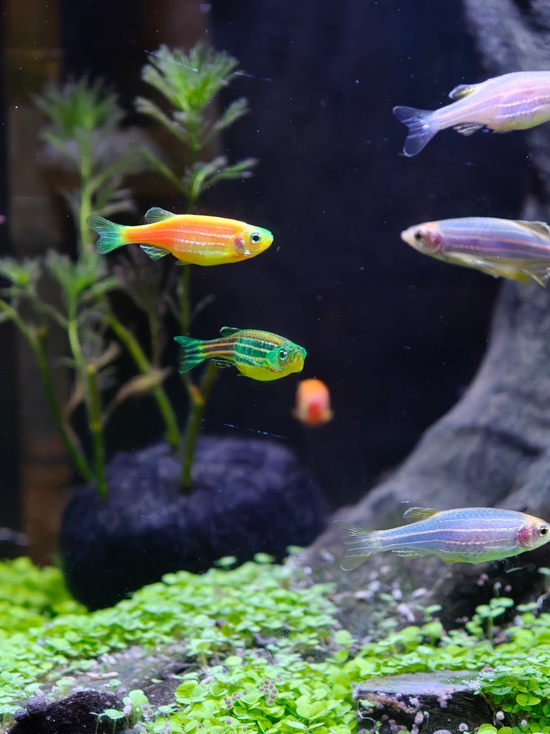 给家里的小鱼缸种上水草，感觉配点绿色还是比较好看一丢丢。之前直接铺的沙子，没多久