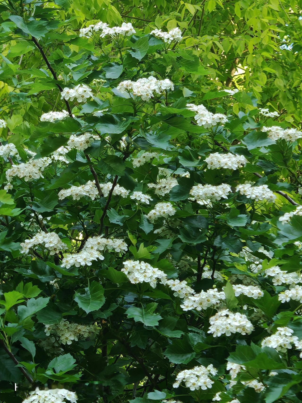 山楂树花盛开时，那景象真的绝美。暮春时节，新乐市绿洲公园北门右侧，一小片山楂树开