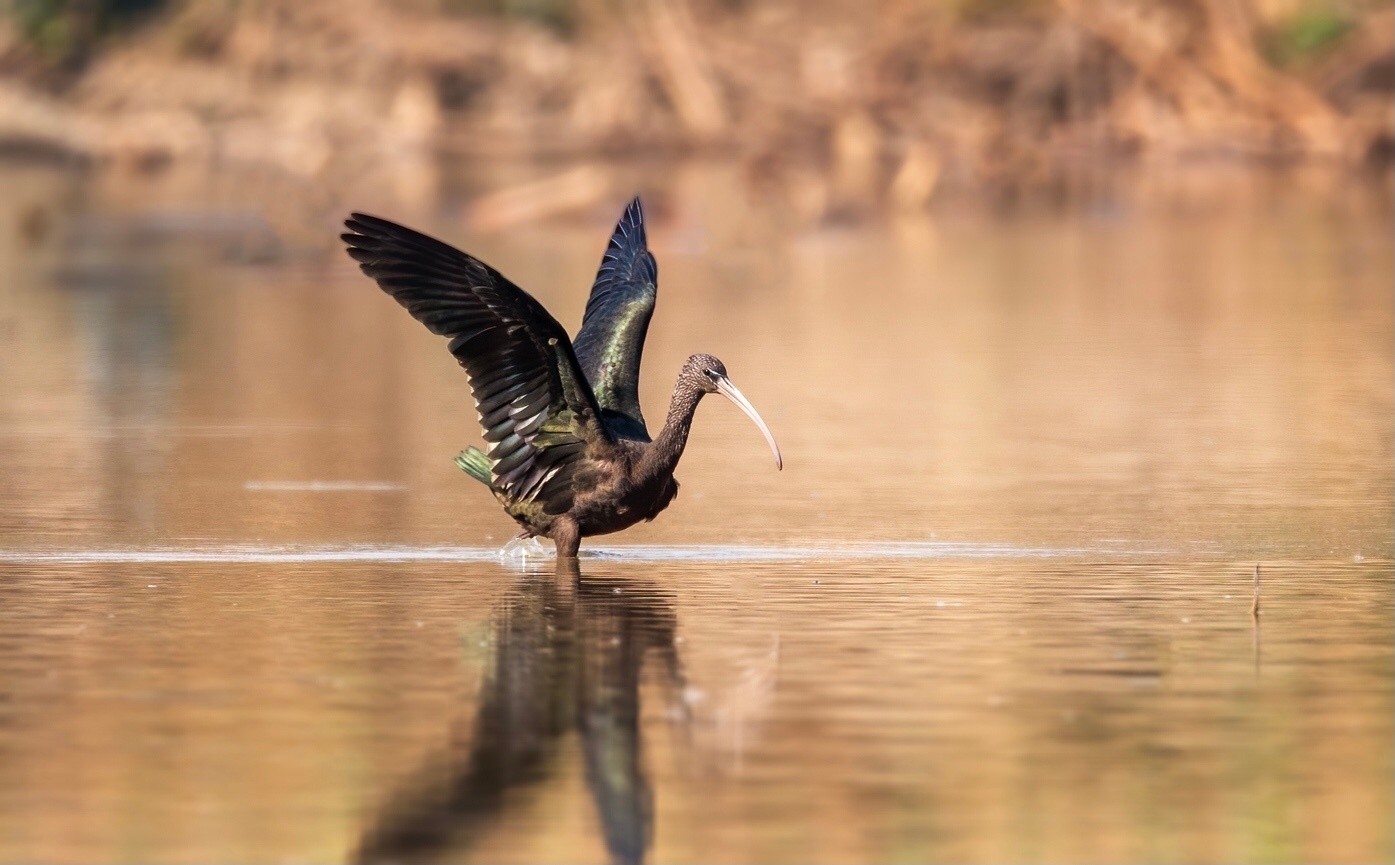 翻到这组彩鹛的旧照，当时整个人都激动到跺脚！那天在湿地蹲了好久，突然就看见它在浅