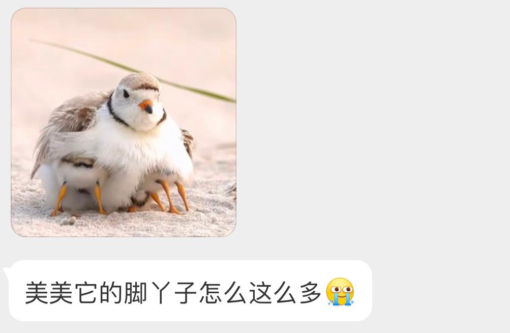 藏在父母肚子下面的【笛鸻héng】既暖和 又有安全感[开学季] ​​​