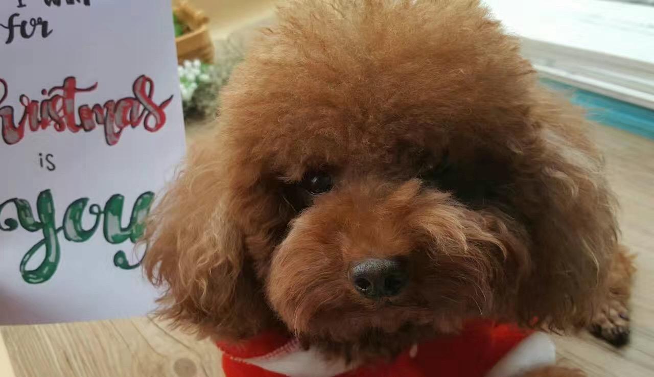 写给来福：这是我语无伦次的告别，谢谢你陪我十年
2016年6月12日，我的来福，